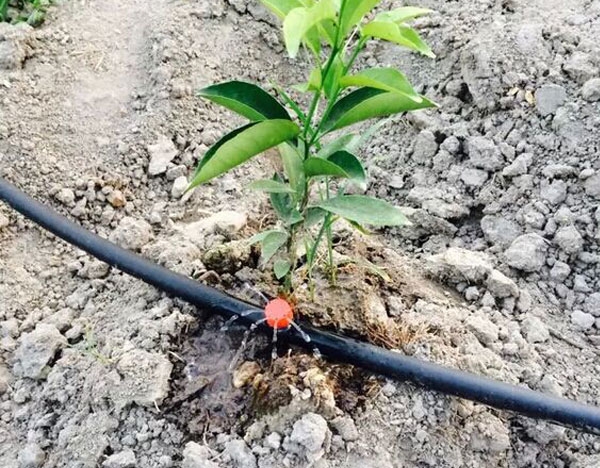 柑橘滴灌水肥一體 化項目，效率高節水灌溉項目